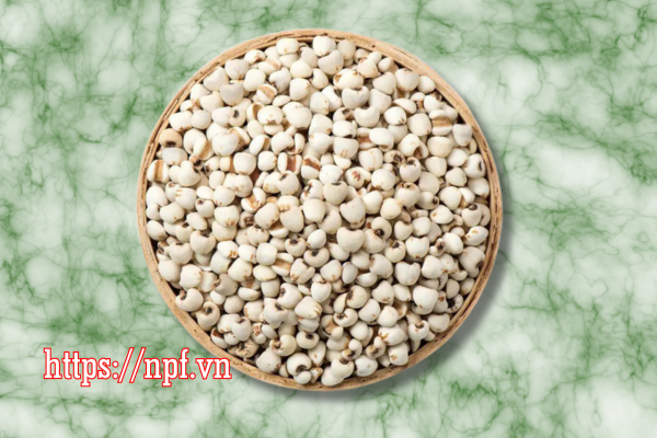 Hạt Ý dĩ (Bo bo) Hạt Ý dĩ (Bo bo)