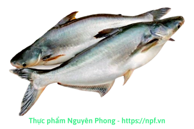 Cá Basa tươi nguyên con